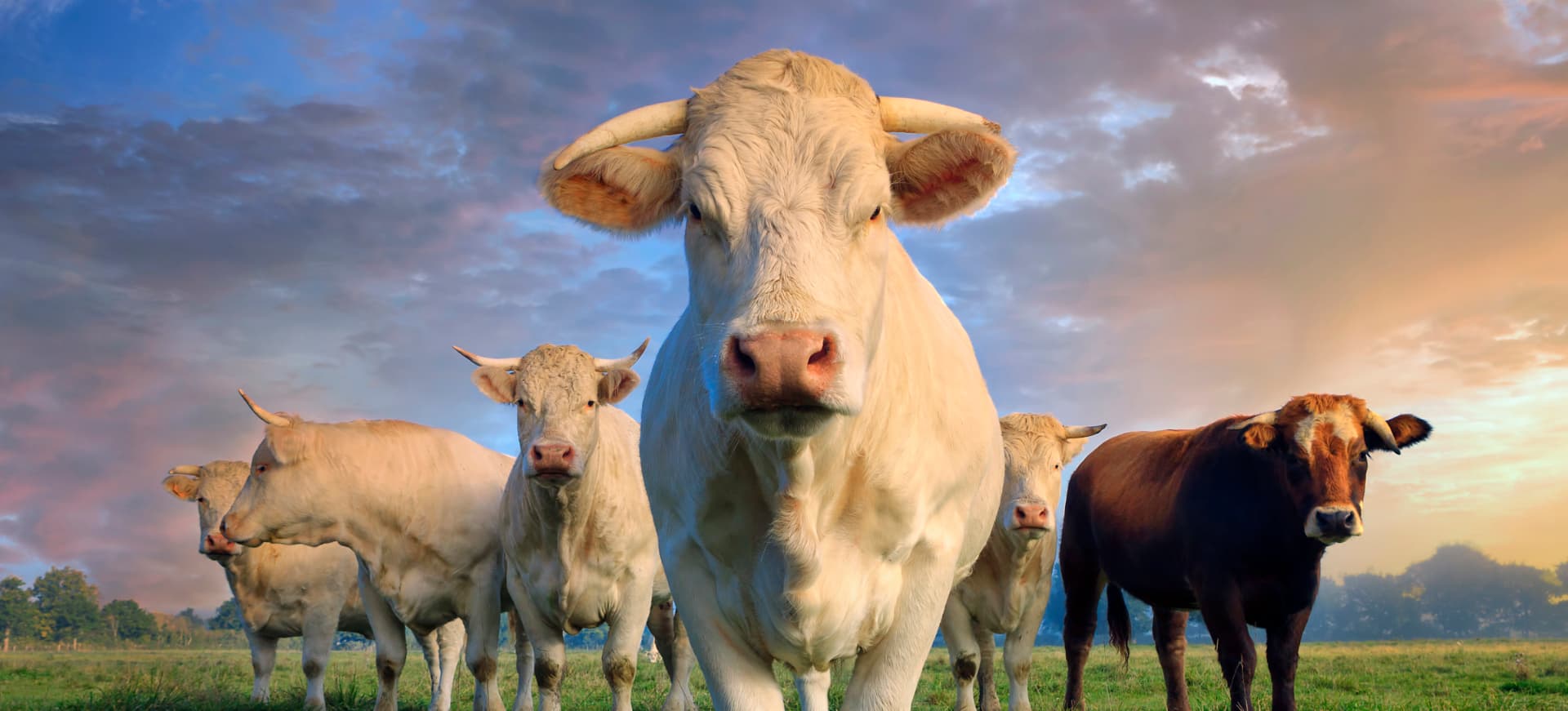 Feed & Animal Nutrition